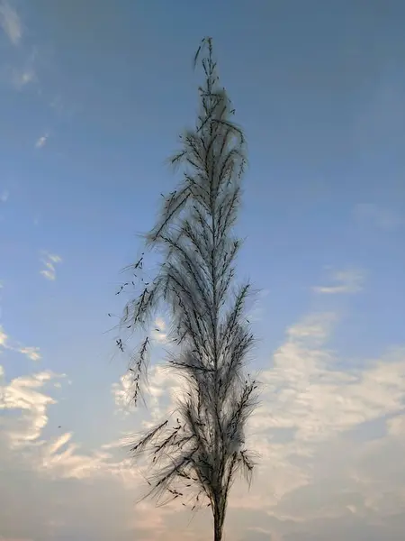 Güzel Saccharum spontaneum Kash çiçeği.