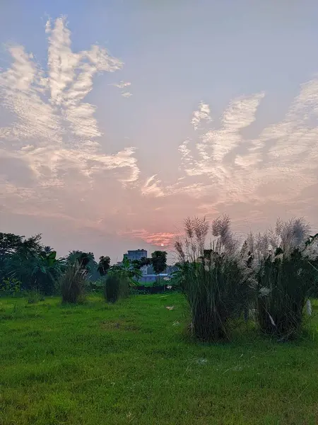 Gün batımında çimen çiçekleri.