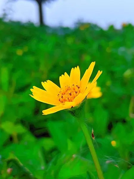 Sphagneticola calendulacea ya da daha çok bilinen adıyla Wedelia chinensis çiçeği