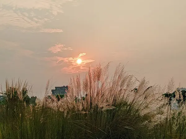 Gün batımında çimen çiçekleri. 