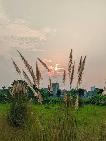 Gün batımında çimen çiçekleri. 