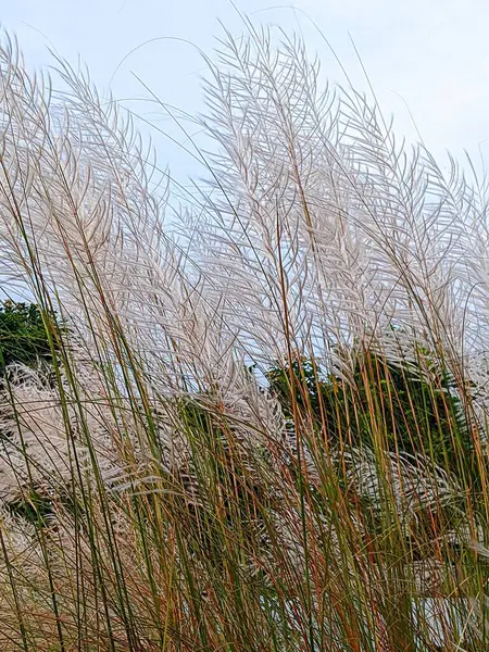 Güzel Saccharum spontaneum Kash çiçeği.