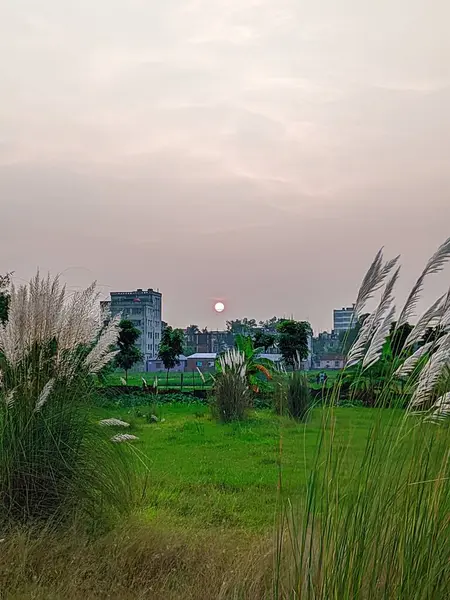 Gün batımında çimen çiçekleri.