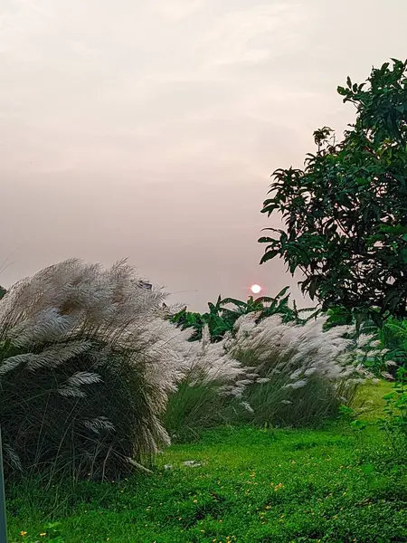 Gün batımında çimen çiçekleri.