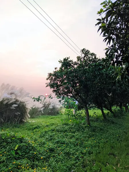 Gün batımında çimen çiçekleri.