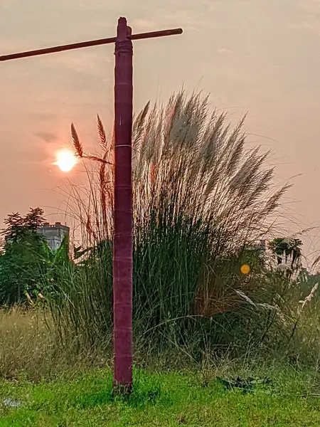 Akşam günbatımında çimen çiçekleri.