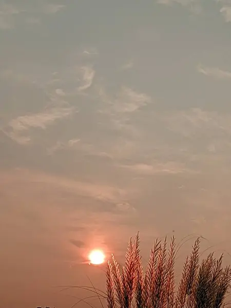 Akşam günbatımında çimen çiçekleri.