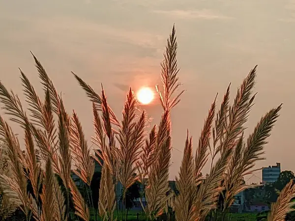 Akşam günbatımında çimen çiçekleri.