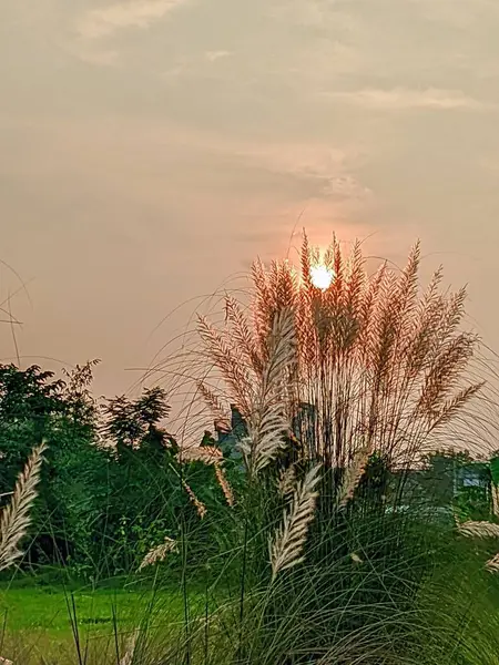 Akşam günbatımında çimen çiçekleri.