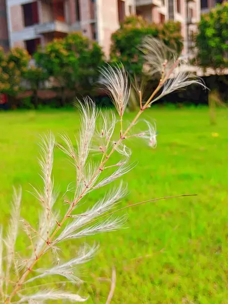 Güzel Saccharum spontaneum Kash çiçeği.