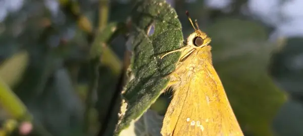 Sarı çiçekli kelebek ya da açık havada