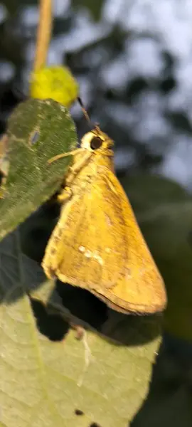 Sarı çiçekli kelebek ya da açık havada