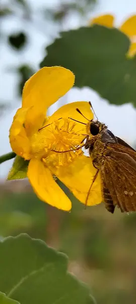 Sarı çiçekli kelebek ya da açık havada
