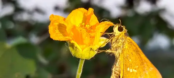 Sarı çiçekli kelebek ya da açık havada