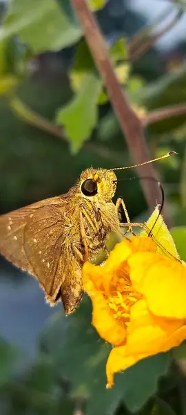 Sarı çiçekli kelebek ya da açık havada