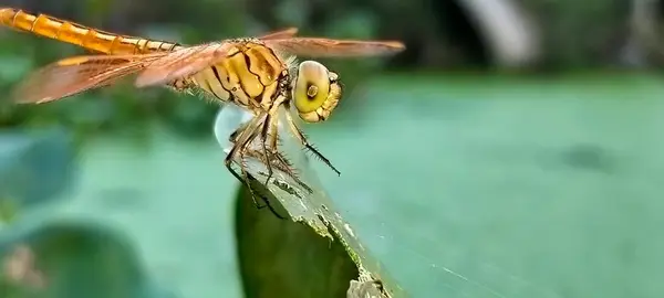 Doğal ortamdaki yusufçuk sineği arka plan ya da duvar kağıdı olarak kullanır.