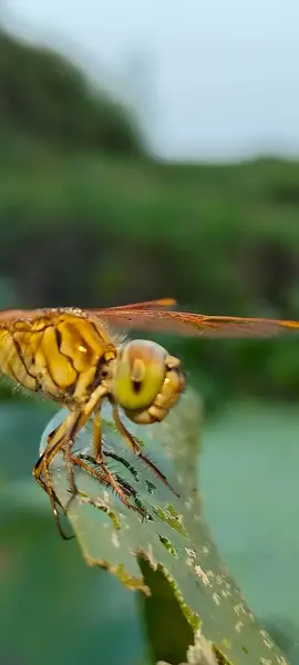 Doğal ortamdaki yusufçuk sineği arka plan ya da duvar kağıdı olarak kullanır.