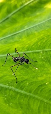 A slender black wasp is foraging on a leaf. clipart