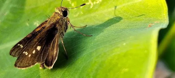 Bangladeş 'te kelebeği kapat