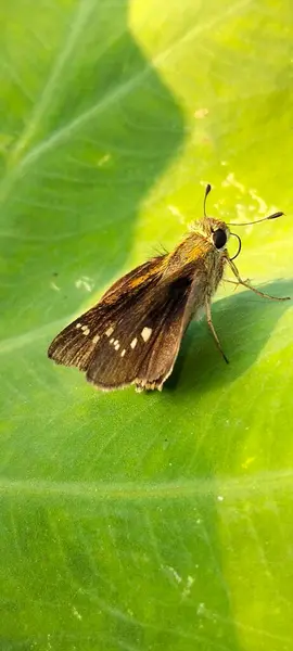 Bangladeş 'te kelebeği kapat