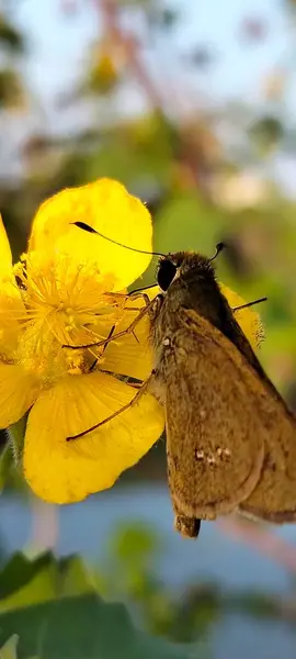 Sarı Çiçek ve Bangladeş 'te Kelebek 