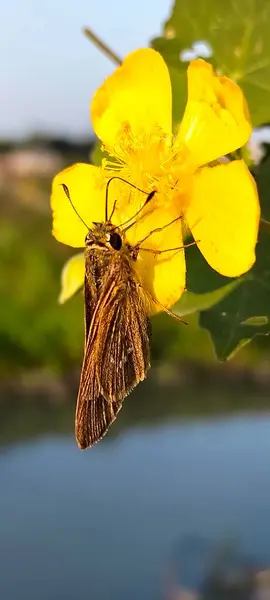 Sarı Çiçek ve Bangladeş 'te Kelebek 