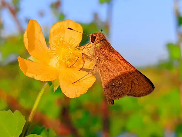 Sarı Çiçek ve Bangladeş 'te Kelebek 