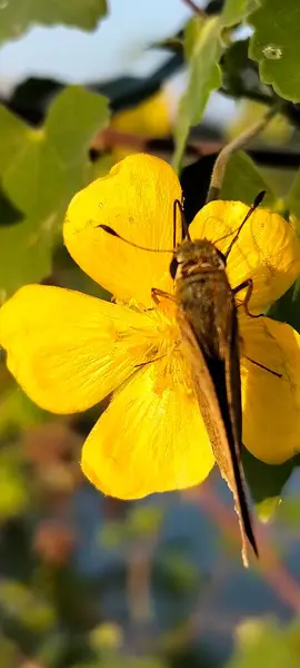 Sarı Çiçek ve Bangladeş 'te Kelebek 
