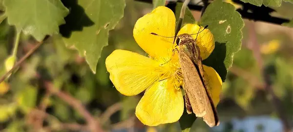 Sarı Çiçek ve Bangladeş 'te Kelebek 