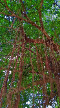 Ficus Bengali ağacının tacı..