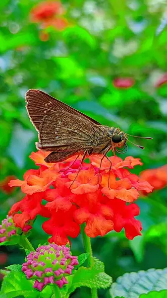 Yaklaş. Küçük markalı hızlı..