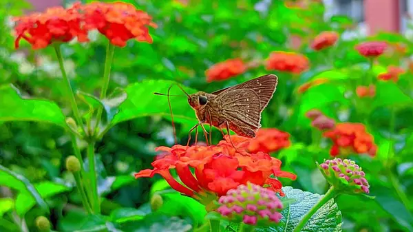 Yaklaş. Küçük markalı hızlı..