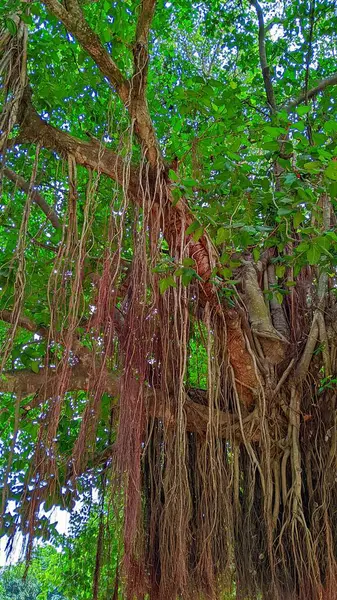Ficus Bengali ağacının tacı..