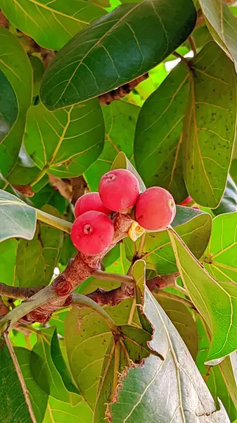 Yeşil banyan ağacının kırmızı meyvesi kiraz meyvesine benziyor.