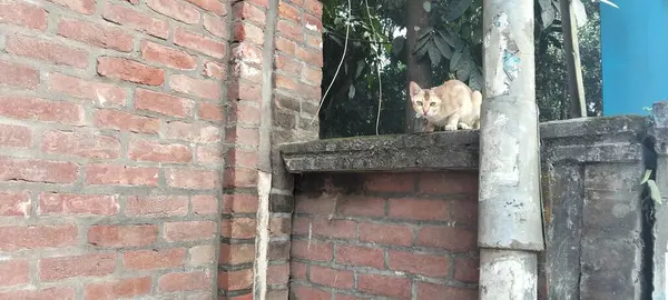 güzel kedi kameraya bakıyor