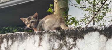 Kedi kameraya bakıyor..