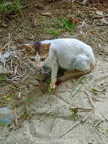 Kedi kameraya bakıyor..