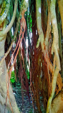 Ormandaki Banyan ağacı.