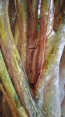 Ormandaki Banyan ağacı.