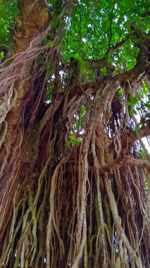 Ormandaki Banyan ağacı.