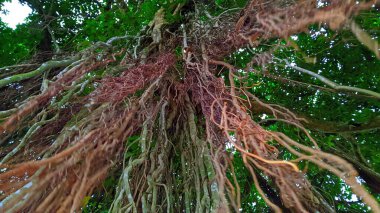Ormandaki Banyan ağacı.