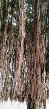 Ormandaki Banyan ağacı.