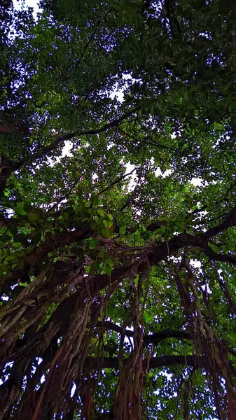 Ormandaki Banyan ağacı.