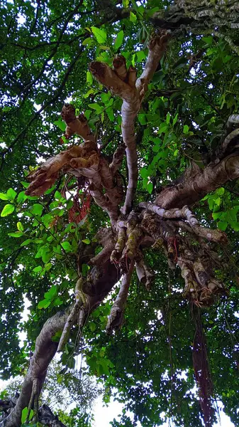 Ormandaki Banyan ağacı.