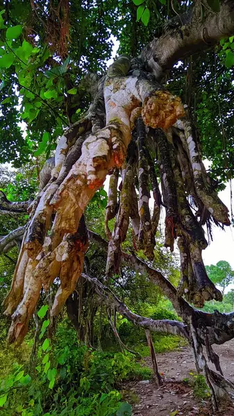 Ormandaki Banyan ağacı.