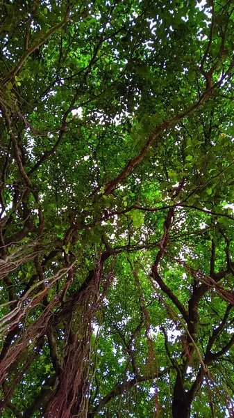 Ormandaki Banyan ağacı.