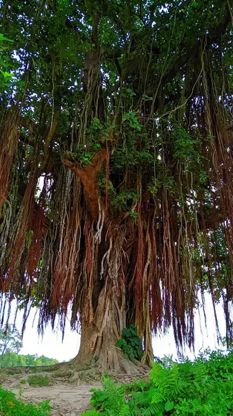 Ormandaki Banyan ağacı.