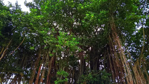 Ormandaki Banyan ağacı.