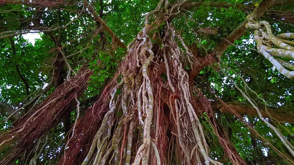 Ormandaki Banyan ağacı.