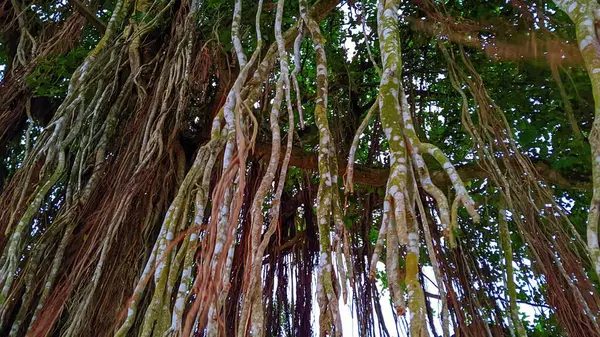 Ormandaki Banyan ağacı.